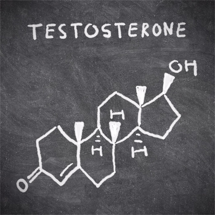 Learn How Testosterone Is Made
